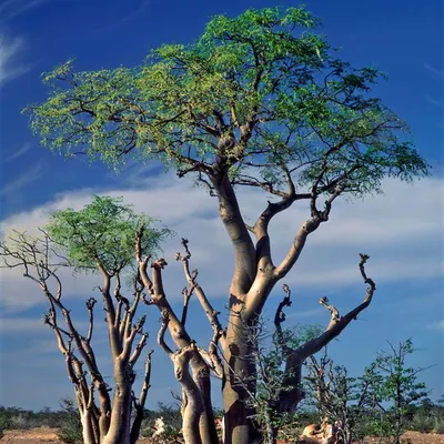 Bottle Tree (Moringa Drouhardii) - Sohanjna