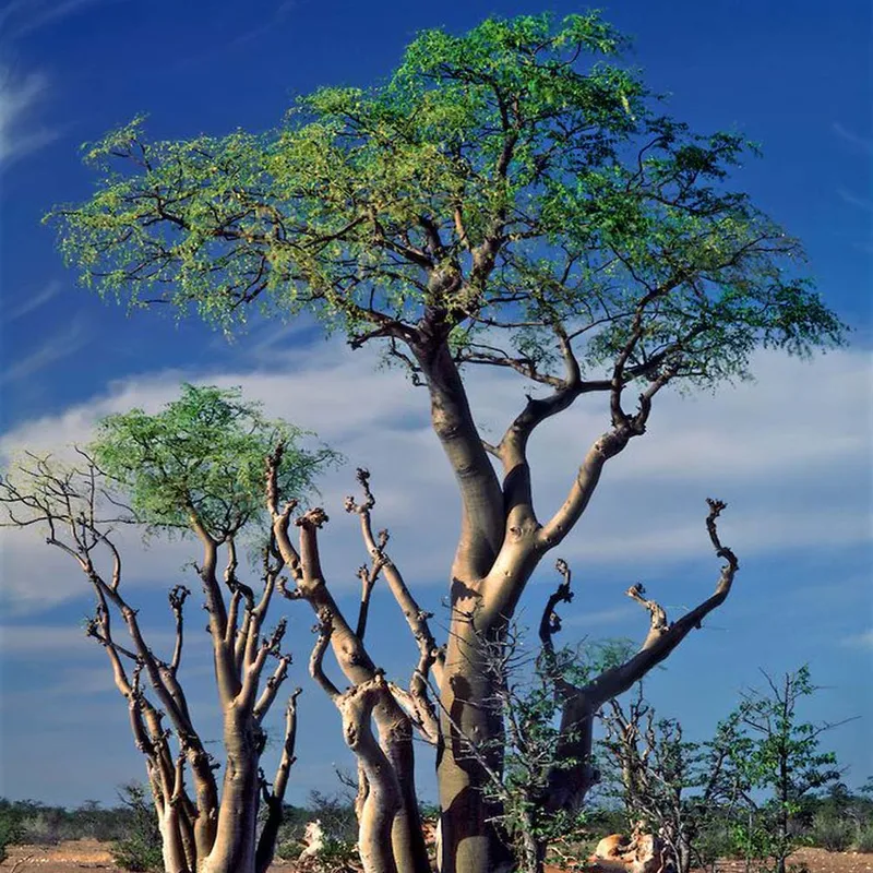 Bottle Tree (Moringa Drouhardii) - Sohanjna