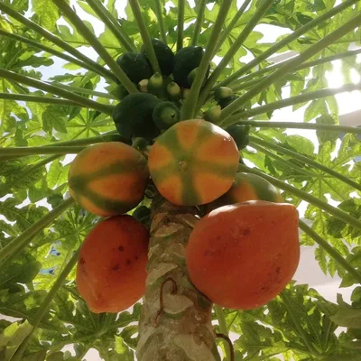 Papaya Red Lady - Early Fruit (Carica Papaya) - Papita