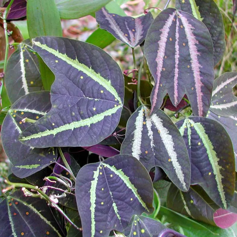 Bat Wing Passion Flower (Passiflora Boenderi) - Krishna Kamal