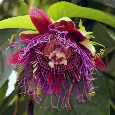 Giant Grandilla (Passiflora Quandrangularis) - Krishna Kamal