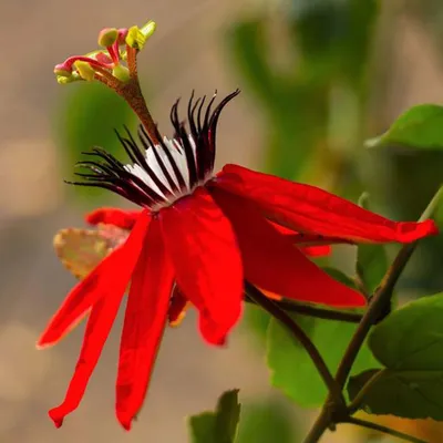 Passion Flower Vine (Passiflora Scarlet Flame) - Krishna Kamal