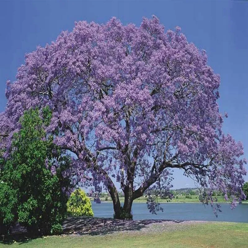 Empress Tree (Paulownia Shantong) - Shahana Darakht