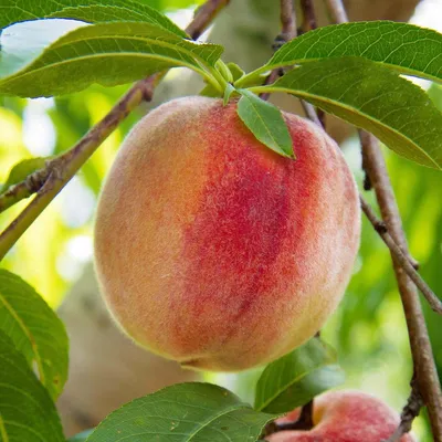 Peach Earligrande - Low Chill (Prunus Persica Earligrande) - Aadoo