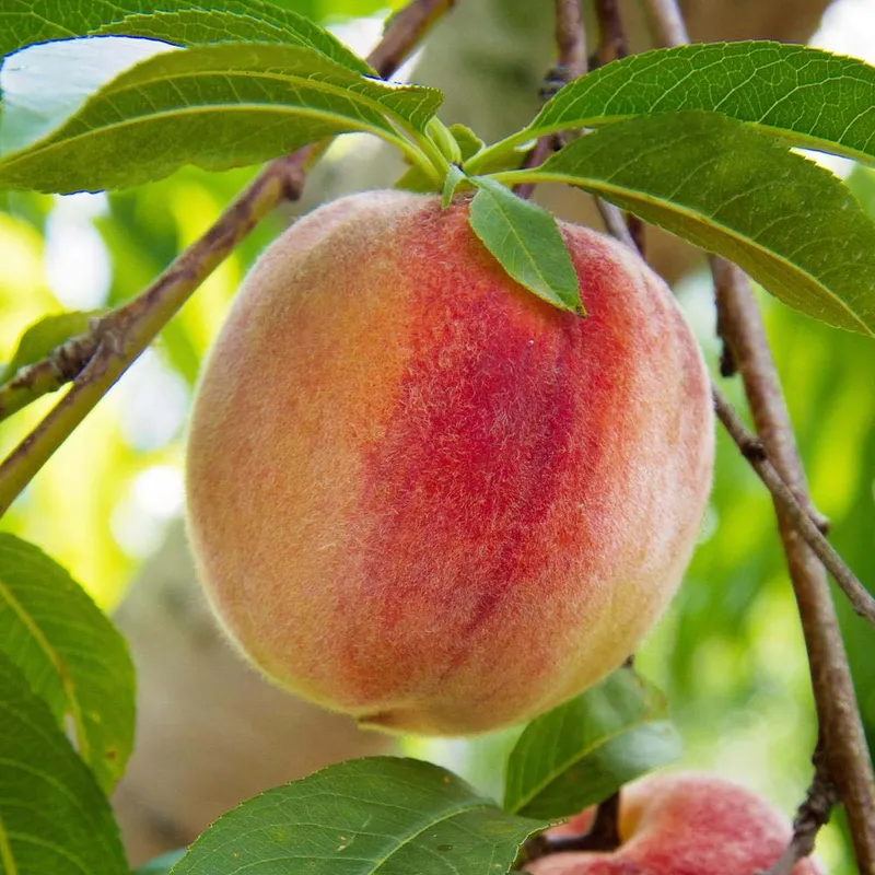 Peach Florida King - Low Chill (Prunus Persica FloridaKing) - Aadoo