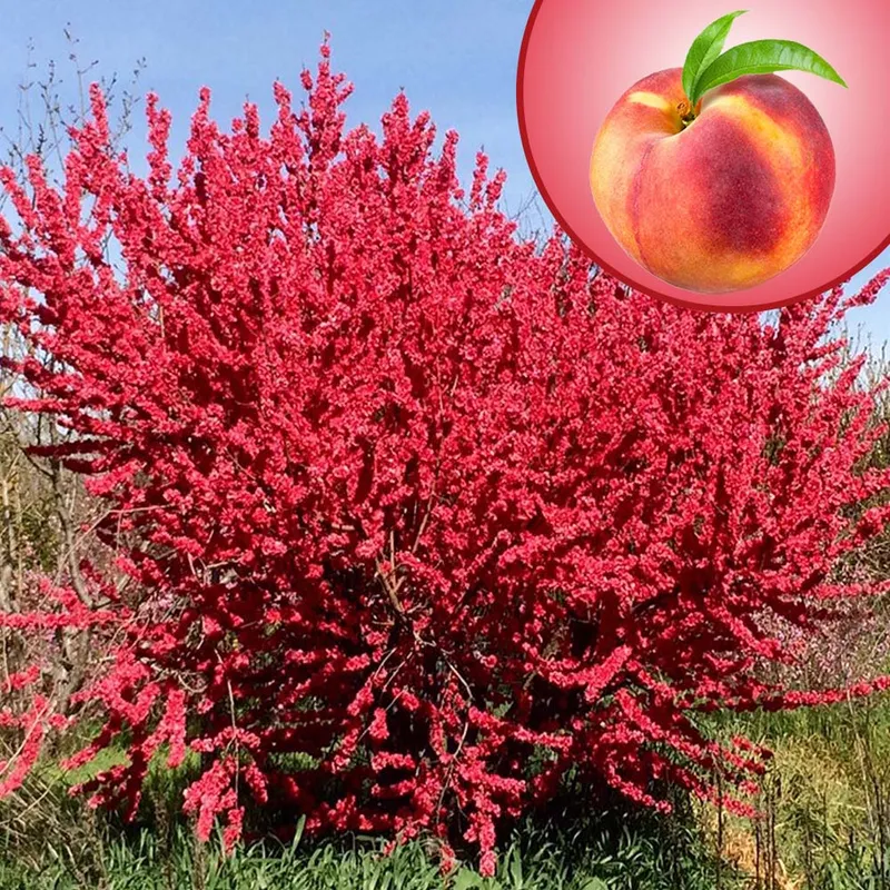 Peach Red Baron - Low Chill (Prunus Persica Red Baron) - Aadoo