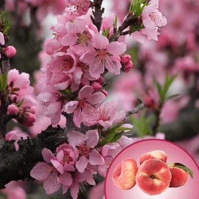 Peach Saturn - Low Chill (Prunus Persica Saturn) - Aadoo