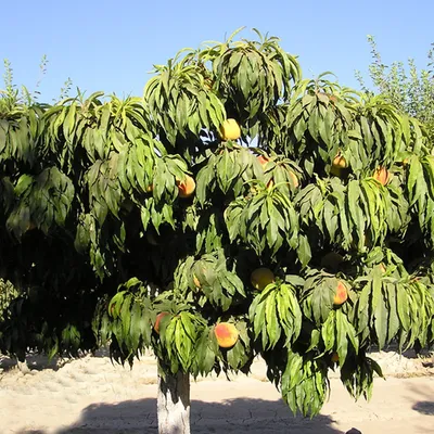 Peach Southern Rose Dwarf (Prunus Persica Southern Rose) - Aadoo