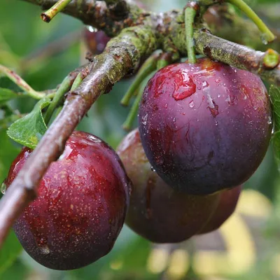 Plum Beauty - Low Chill (Prunus Domestica Beauty) - Aloo Bukhara