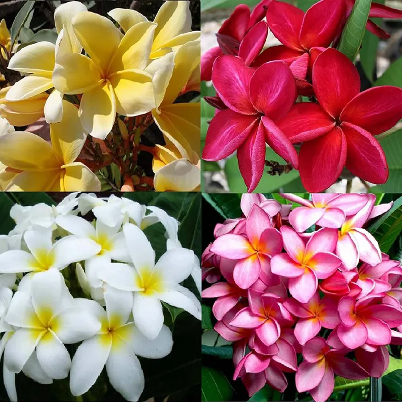 Fragrant Frangipani (Plumeria Obtusa) - Gul-e-Chin