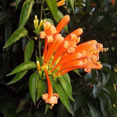 Golden Shower Vine (Pyrostegia Venusta) - Sonehri Baarish Bel
