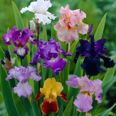 TB Iris (Iris Germanica) - Susan