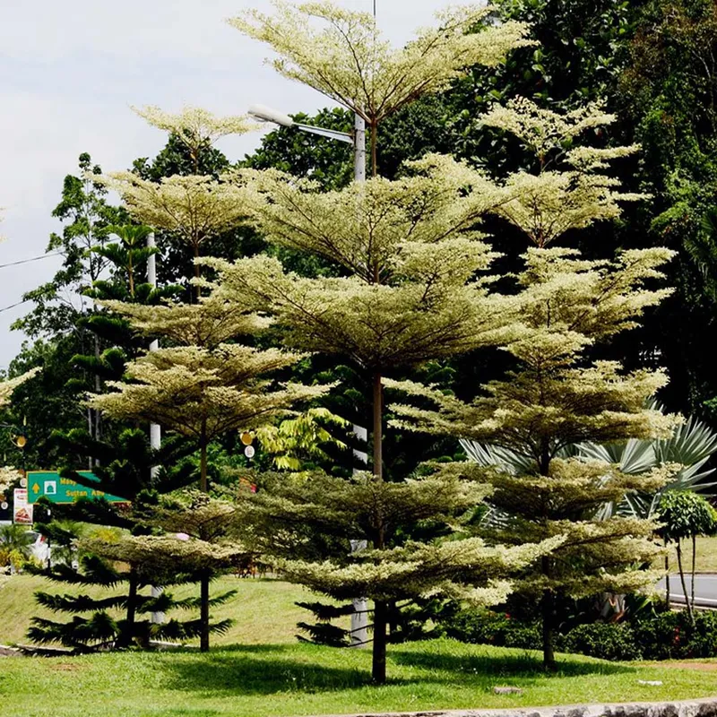 Variegated Sea Almond (Variegated Terminalia)