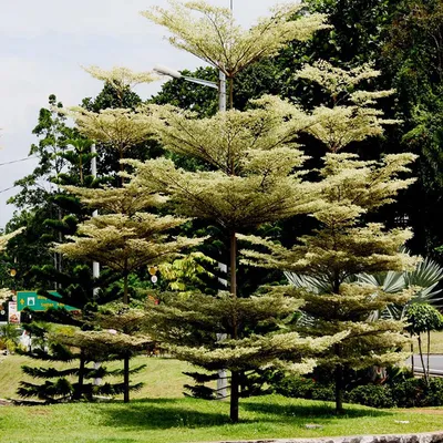 Variegated Sea Almond (Variegated Terminalia)