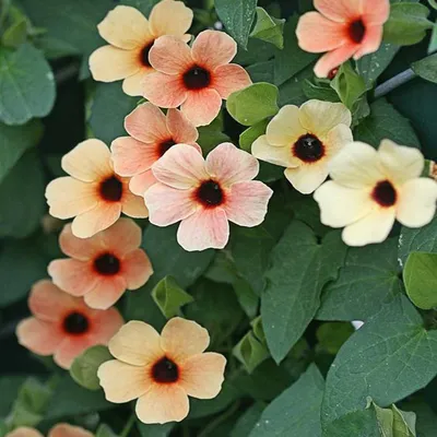 Black Eyed Susan (Thunbergia African Sunset)