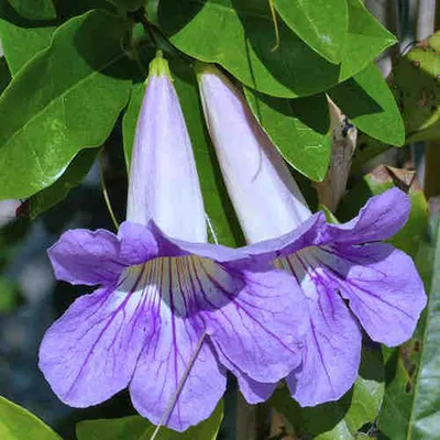 Sky Vine (Thunbergia Grandiflora) - Aasmani Bel